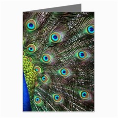 Peacock Bird Feathers Pheasant Nature Animal Texture Pattern Greeting Card