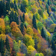 Forest Trees Leaves Fall Autumn Nature Sunshine Play Mat (rectangle) by Ravend