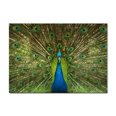 Peacock Feathers Bird Plumage Sticker A4 (100 Pack) by Perong