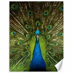 Peacock Feathers Bird Plumage Canvas 18  X 24 