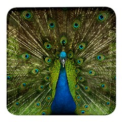 Peacock Feathers Bird Plumage Square Glass Fridge Magnet (4 Pack)