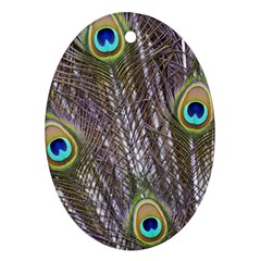 Peacock Bird Feathers Plumage Peacock Ornament (oval)