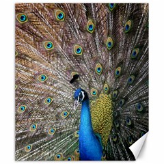 Peacock Bird Animal Peafowl Canvas 20  X 24 