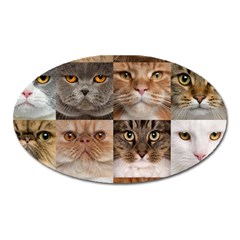 Breeds Of Cats Collage Oval Magnet