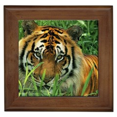 Tiger Framed Tile by ironman2222